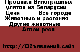 Продажа Виноградных улиток из Беларусии › Цена ­ 250 - Все города Животные и растения » Другие животные   . Алтай респ.